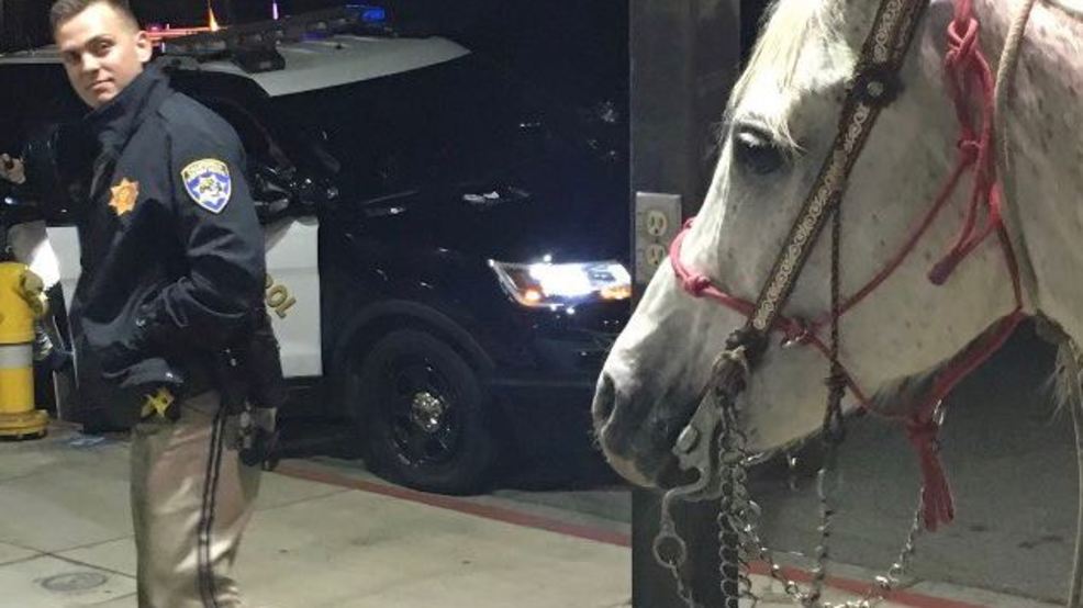 Man on horse charged with DUI WPEC