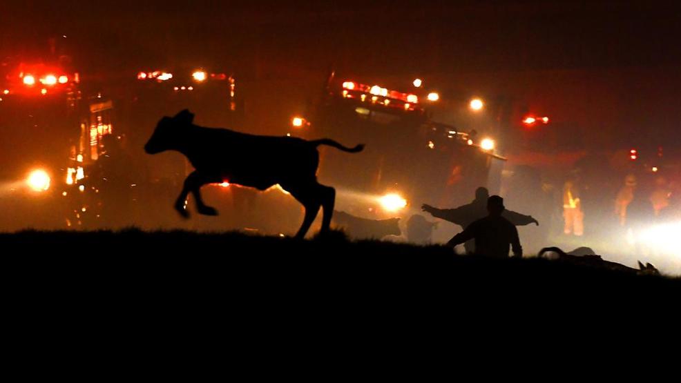 One Person Injured At Least 20 Cows Killed In Barn Fire At Dairy Farm