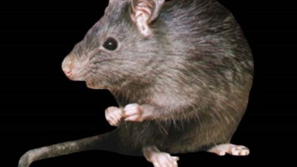 Student Rats Fall From The Ceiling At Infested Tennessee