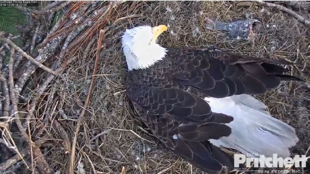 Watch Live Florida Bald Eagle Cam 2 Eggs Could Hatch Any Minute Kutv