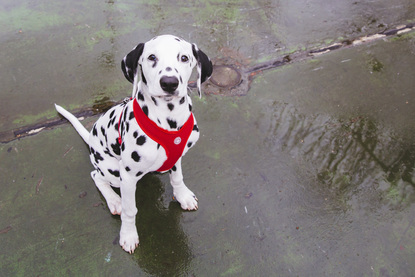 5 month old dalmatian puppy