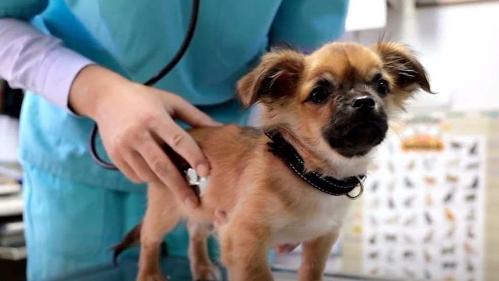 Papilloma viruses can affect dogs, here's what to do KTXS