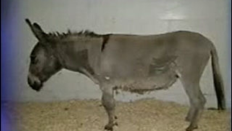 Mountain lion kills Idaho woman's miniature donkey KVAL