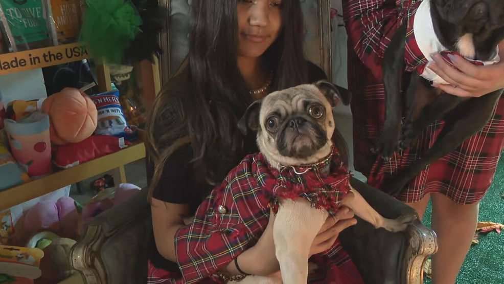 Pet Fashion Daytime-AirCheck_091621_0900_frame_130939.jpeg