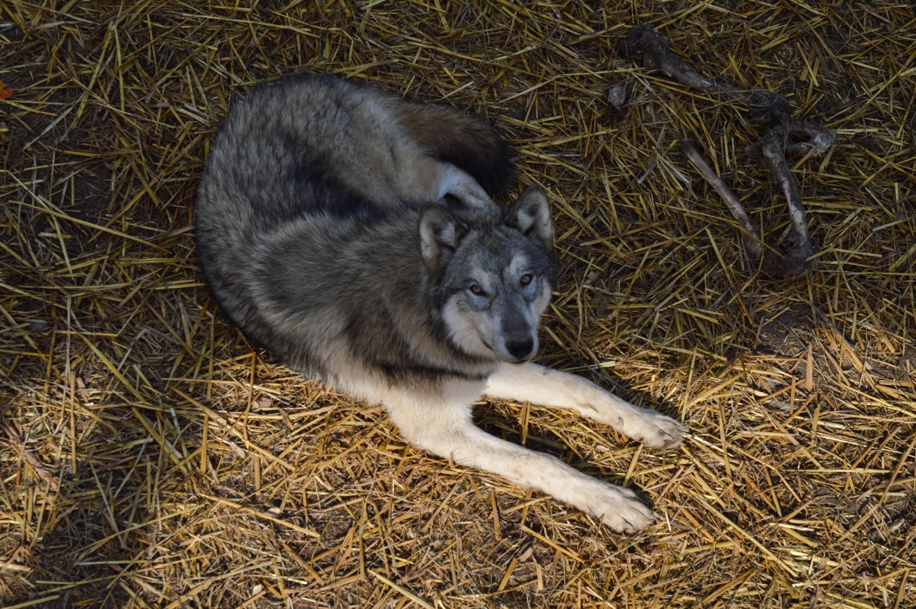 Learn How To Play With Wolves At This Indiana Wolf Sanctuary
