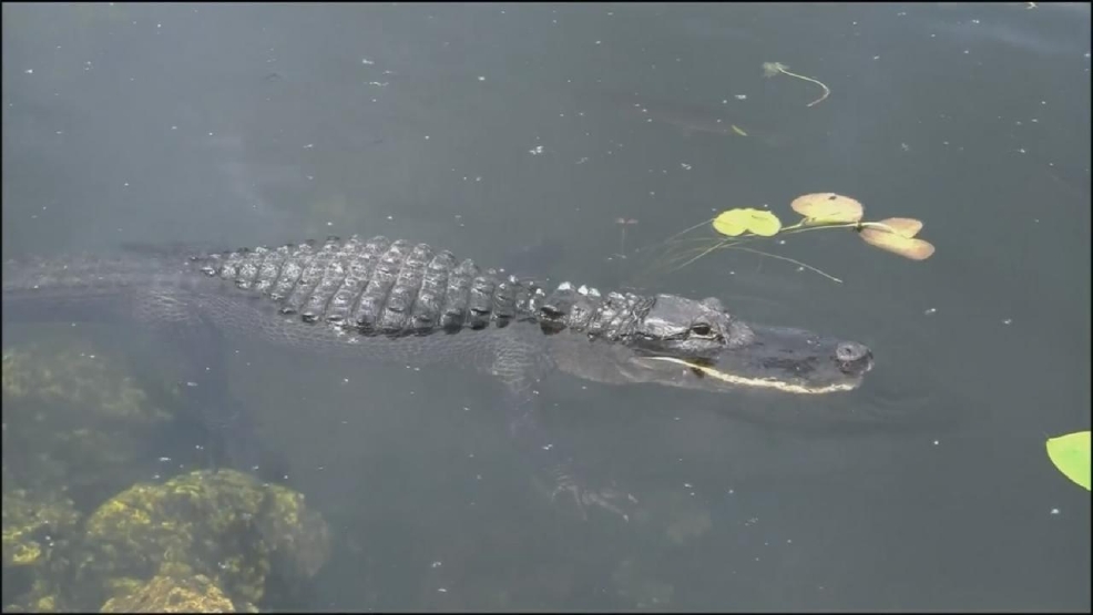 Threat of alligators extends to Ohio WRGT