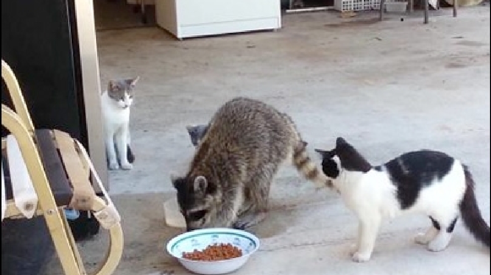 130724_raccoon_thief.jpg