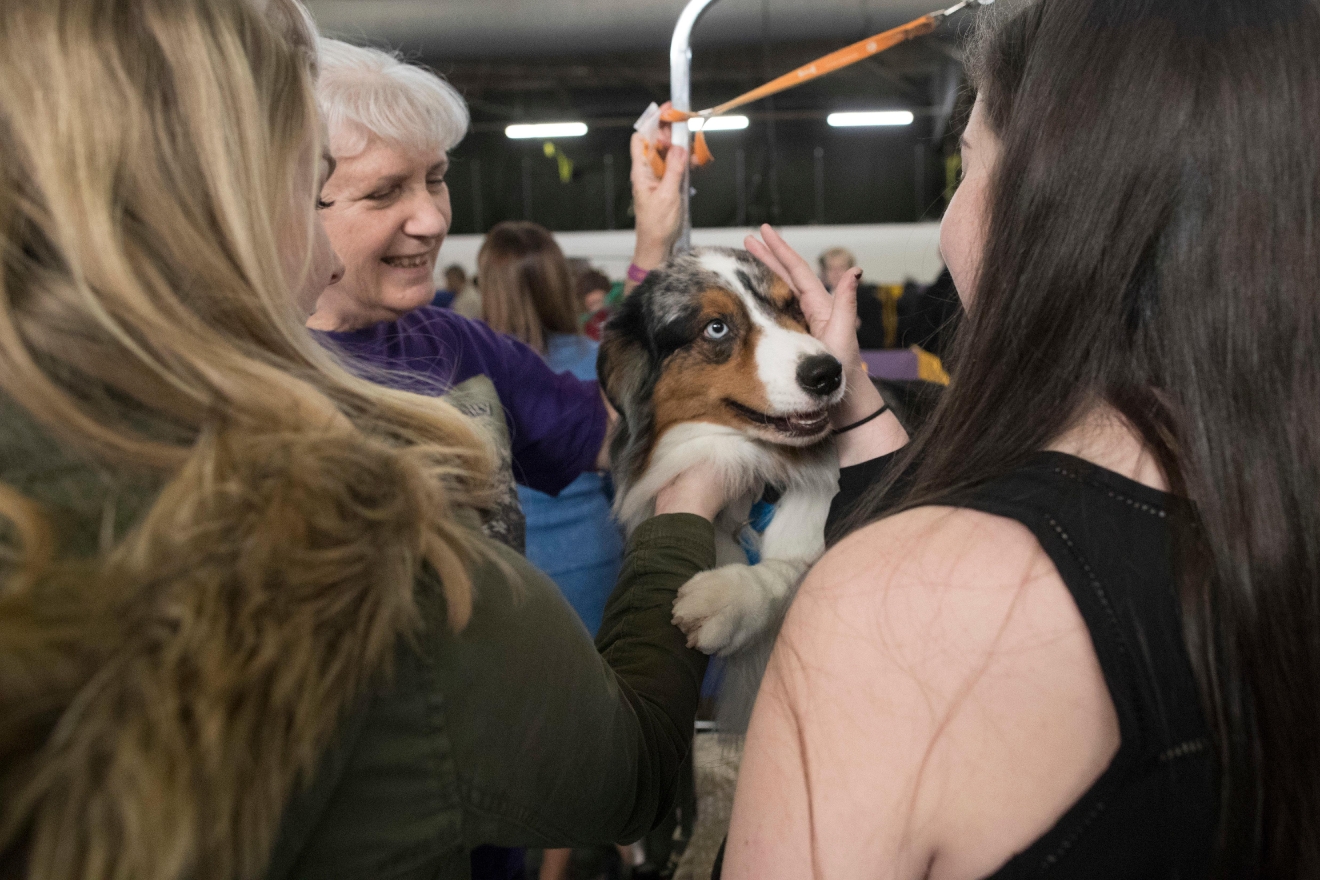 australian shepherd westminster 2016 photos perfectly primped pooches parade for prizes at westminster australian shepherd westminster 2016 photos perfectly primped pooches parade for prizes at westminster