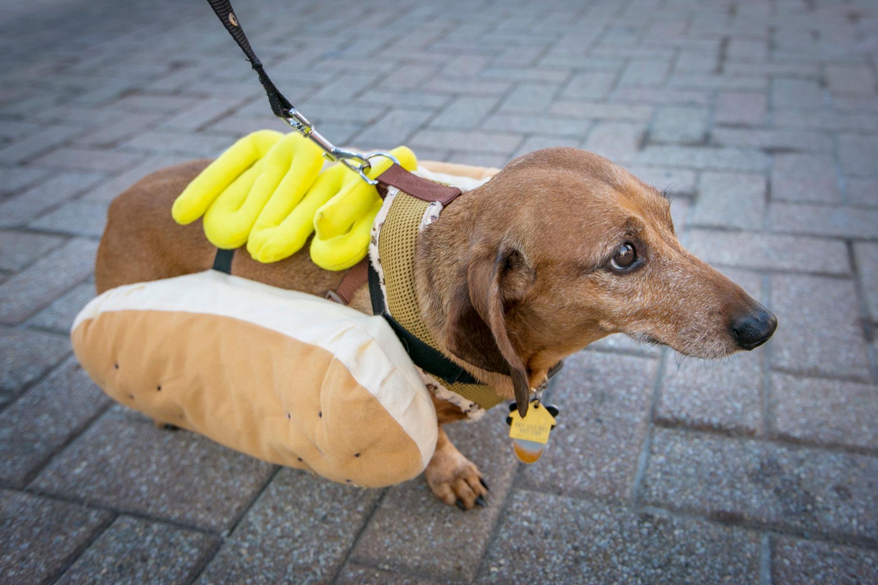 Photos The 10th Annual Running Of The Wiener Dogs At Oktoberfest