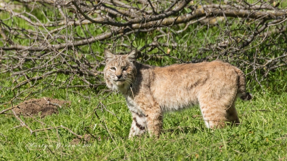 Bobcat Sightings in the Central Valley | KMPH