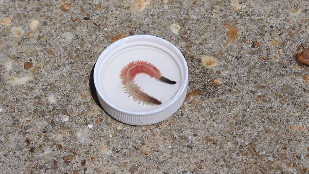 ragworm bite