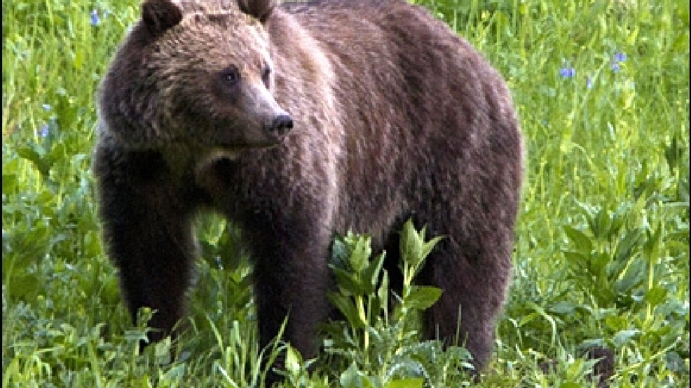 121205_grizzly_bear_1.jpg