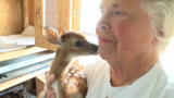 Wildlife rehabilitator nurses "smallest deer ever" back to health