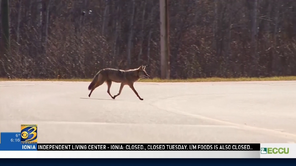 Wily Coyotes Sightings Increase In West Michigan As Animals Get Bolder