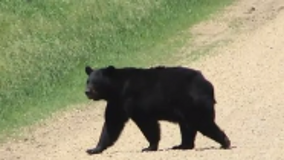 Black bear spotted in rural Iowa cornfield KGAN