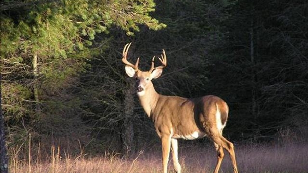 deer.jpg