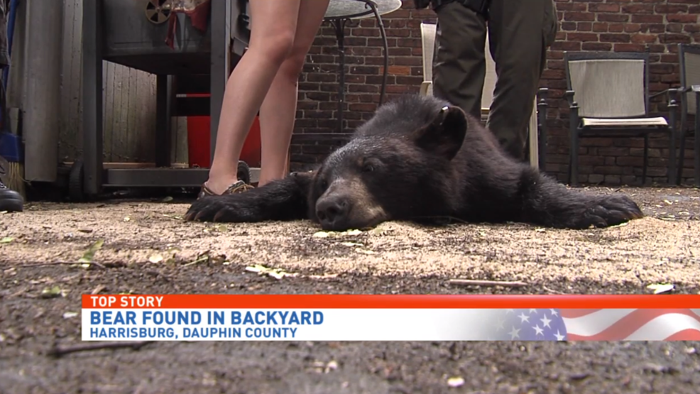 PA Game Commission captures bear in Midtown Harrisburg WHP