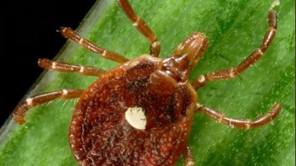 Lone star ticks are common in Tennessee Valley, cause AlphaGal allergy