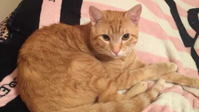 Jax the cat lost at Harrison Bay State Park, reward offered