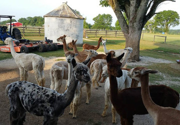 3 Alpaca Farms Near Cincinnati That Every Alpacaholic Should Visit | Cincinnati Refined