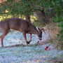 Tennessee deer season extended in CWD 'high risk' zone