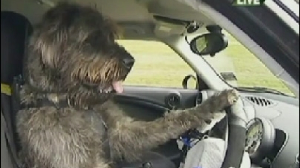 121202_dogs_drive.jpg
