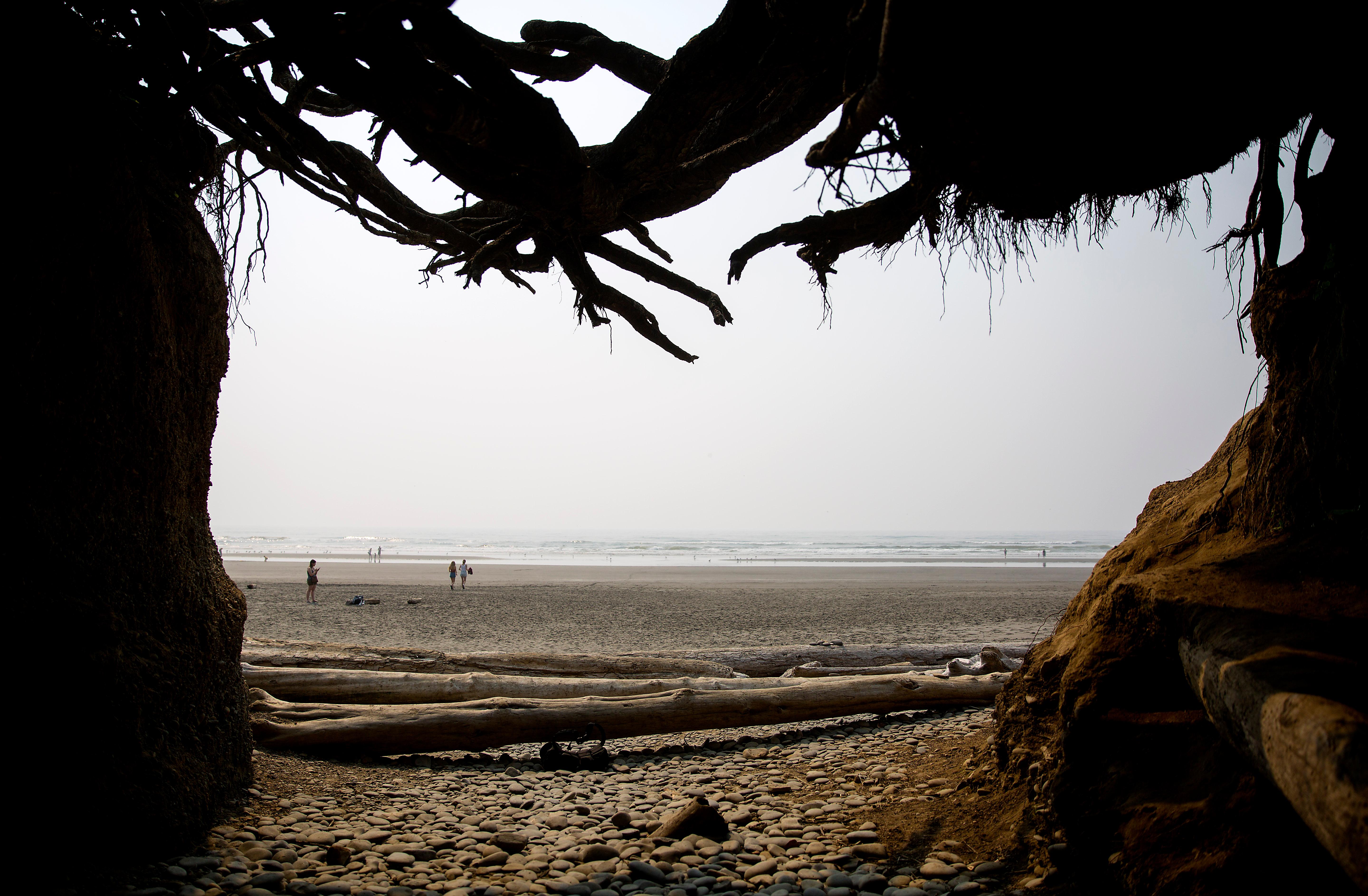 Photos The Tree of Life in Forks, WA is straight out of a storybook KVAL