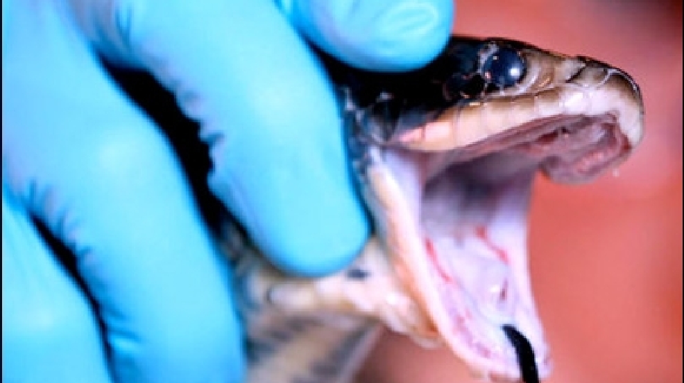 130501_snake_venom.jpg