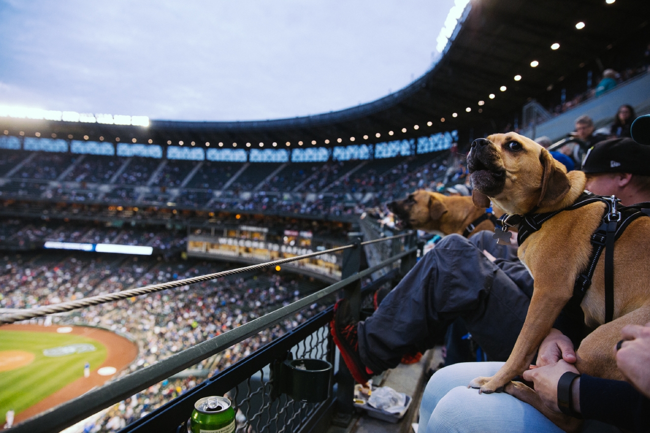 Who Let The Dogs In (To Safeco Field)? Mariners Host Bark in the Park