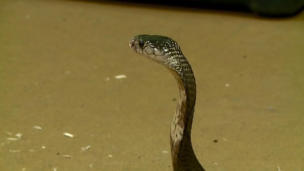 Indiana officers on front lines against venomous snakes | WKRC