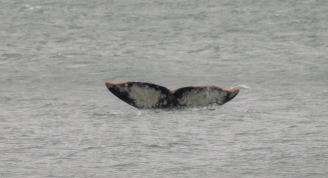 gray whales make annual visit to puget sound komo gray whales make annual visit to puget sound komo