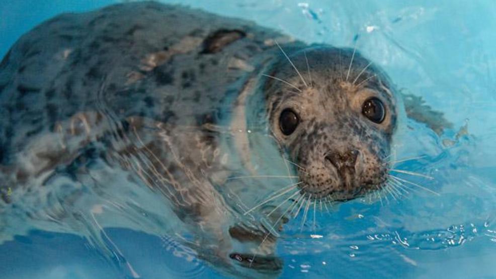 National Aquarium rescues juvenile seal in Ocean City WBFF
