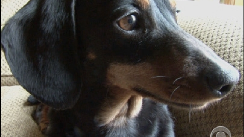 130429_dog_food_stamps.jpg