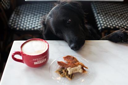 coffee shops that allow dogs
