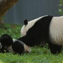 29 adorable panda pics in honor of National Panda Day