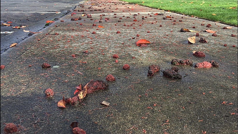 Slimy mystery Thousands of worms cover Auburn sidewalk after rainstorm