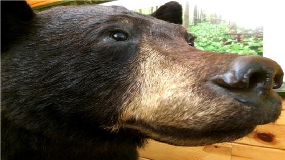 Dnr Explains Black Bear Sightings Gives Tips If You Encounter One Wpbn 8927