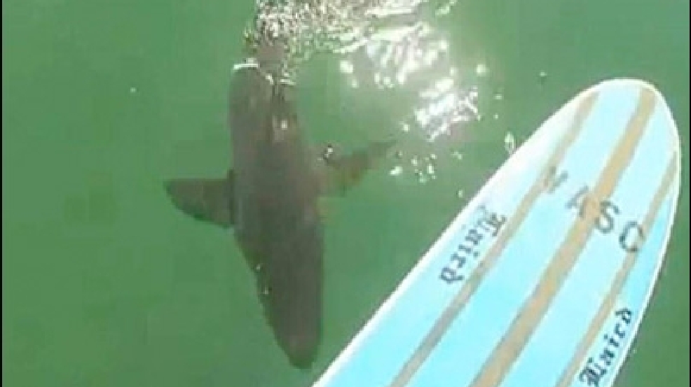 131018_shark_paddle.jpg