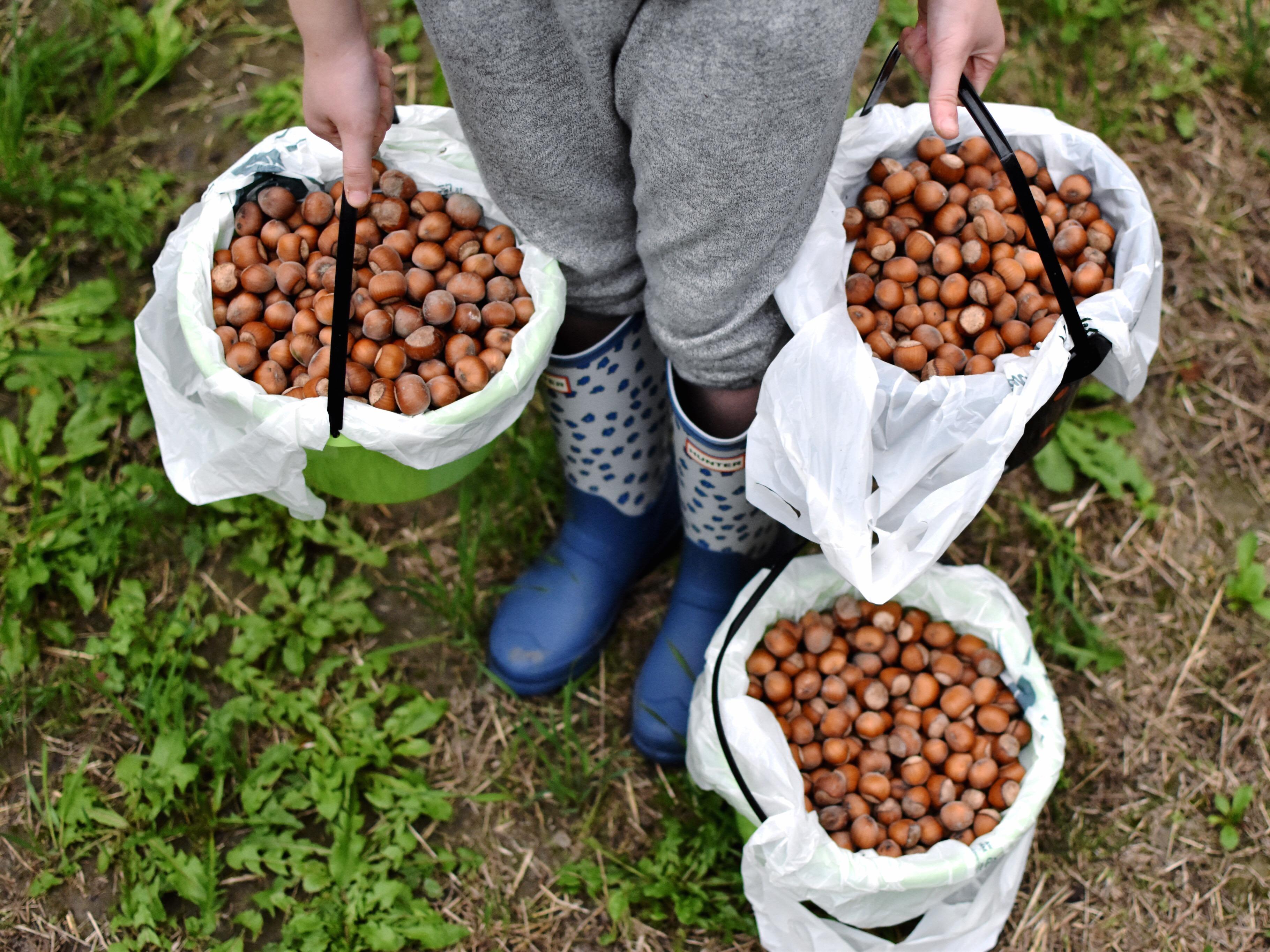 This UPick Hazelnut Farm in Arlington is the Perfect Way to