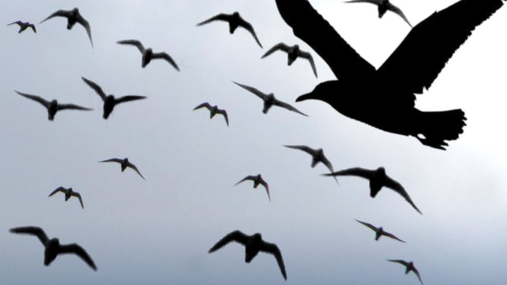 Hundreds of birds mysteriously fall from sky in Utah WPEC