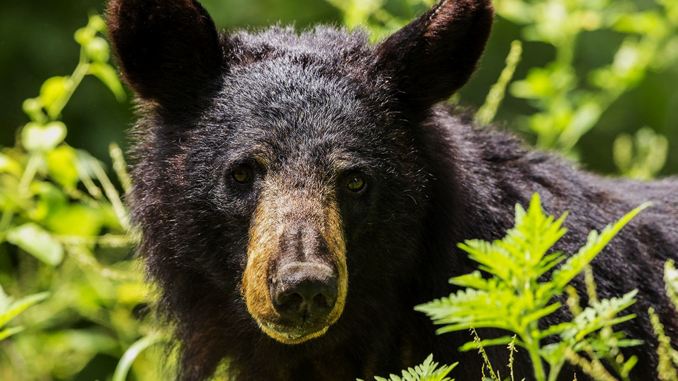 Spring may bring black bear sightings in WGXA