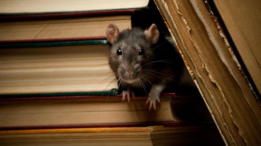5 facts about rats that are equal parts gross and true GettyImages-91737954.jpg