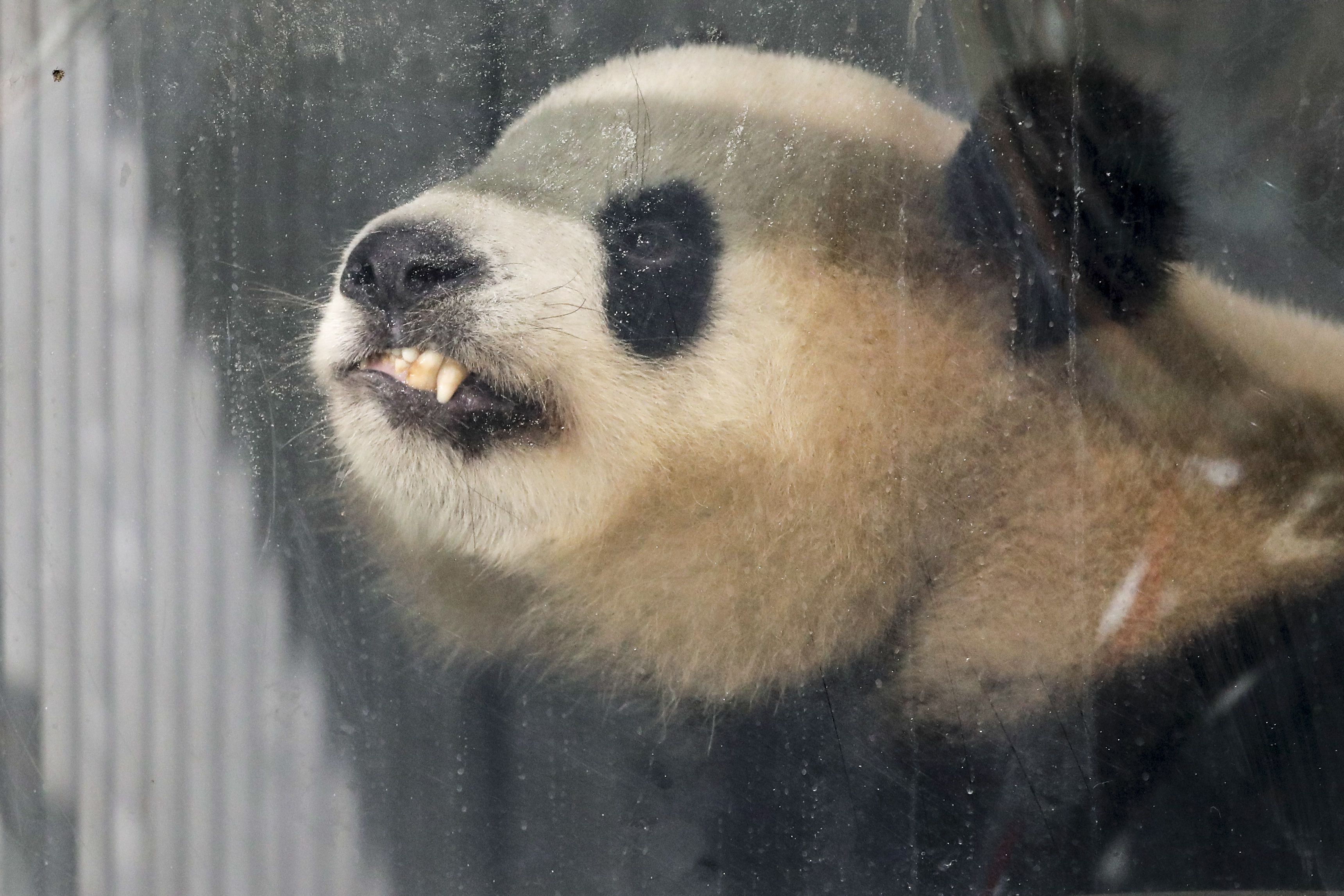 Berlin gives celebrity welcome to 2 giant pandas from China | KSNV3439 x 2293