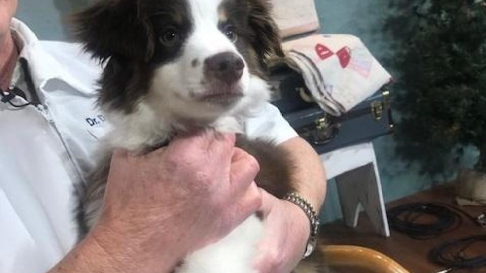 puppy excessive drinking