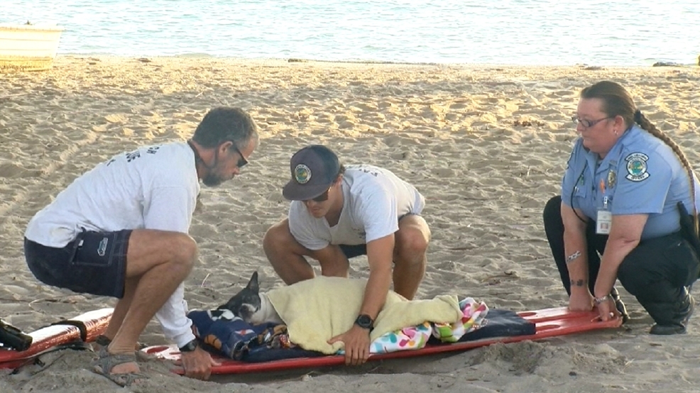 Dog seriously injured after being thrown off Florida bridge WJLA