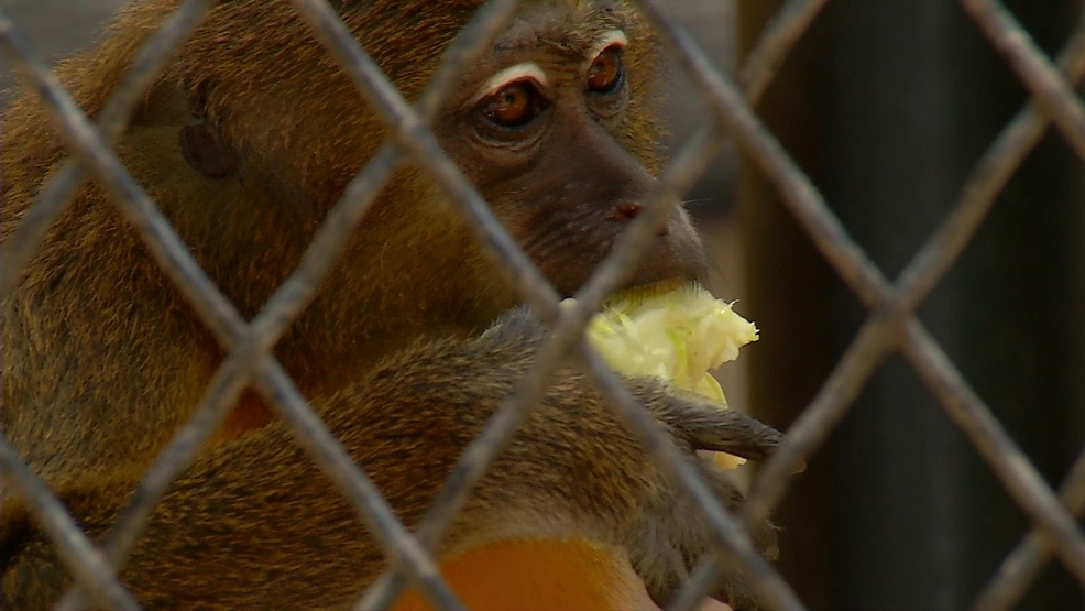 San Antonio Zoo renovating monkey houses WOAI