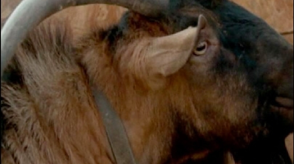 140103_goat_intruder.jpg