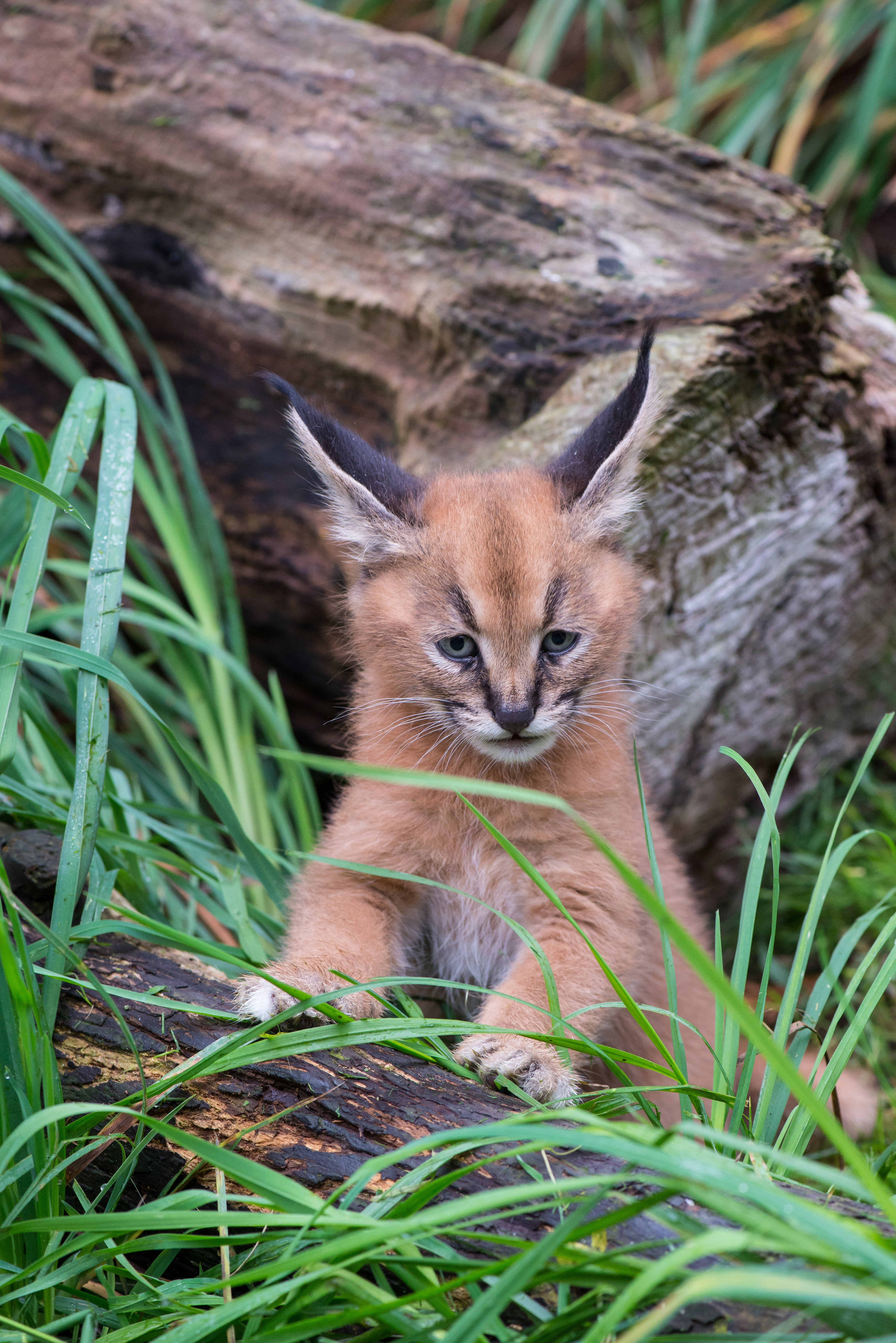 What's a caracal kitten? Cute | KVAL