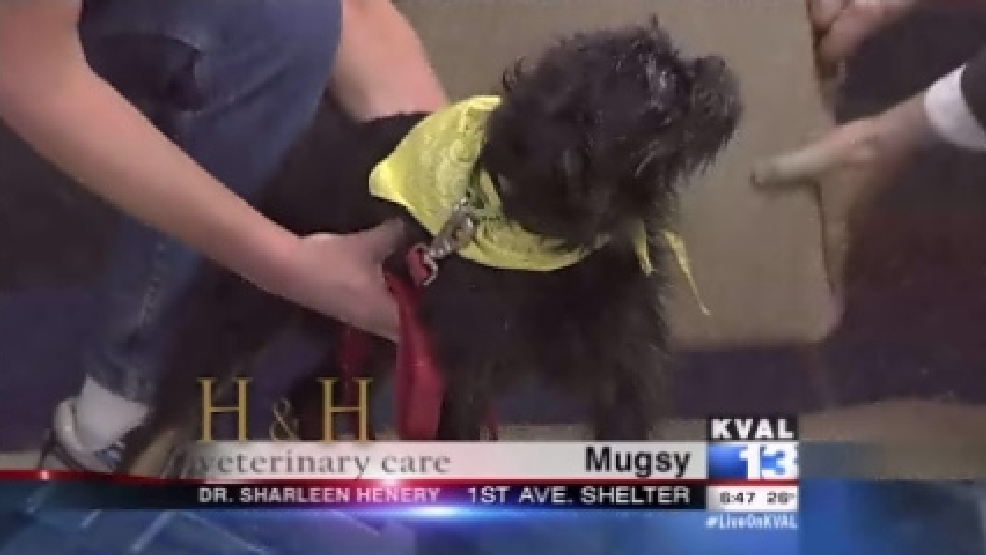 pet_mugsy.jpg