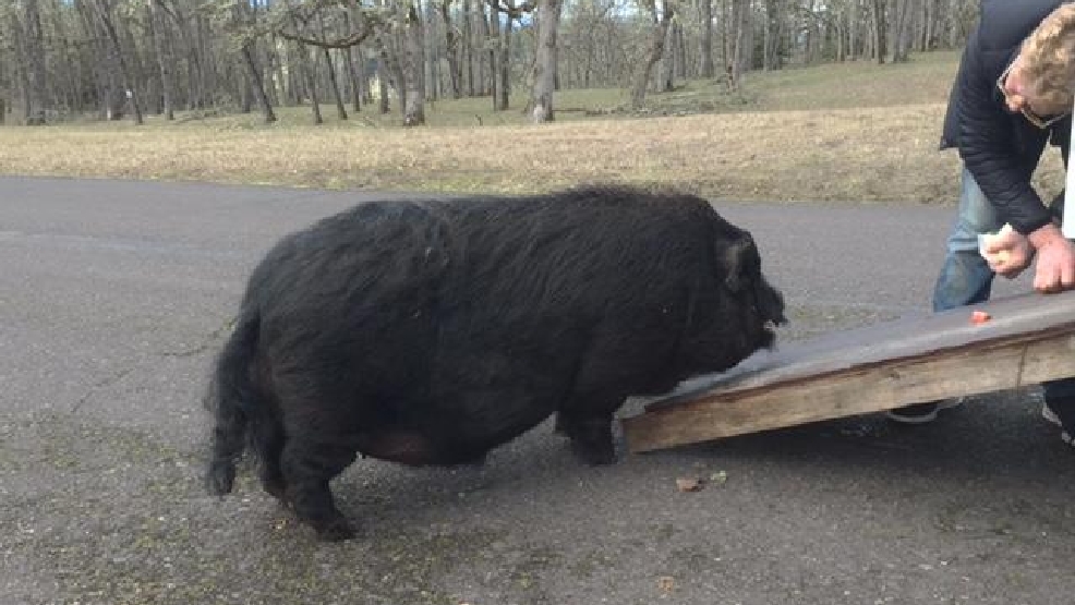 pig-at-large-you-can-t-force-a-300-pound-pig-into-a-vehicle-kpic